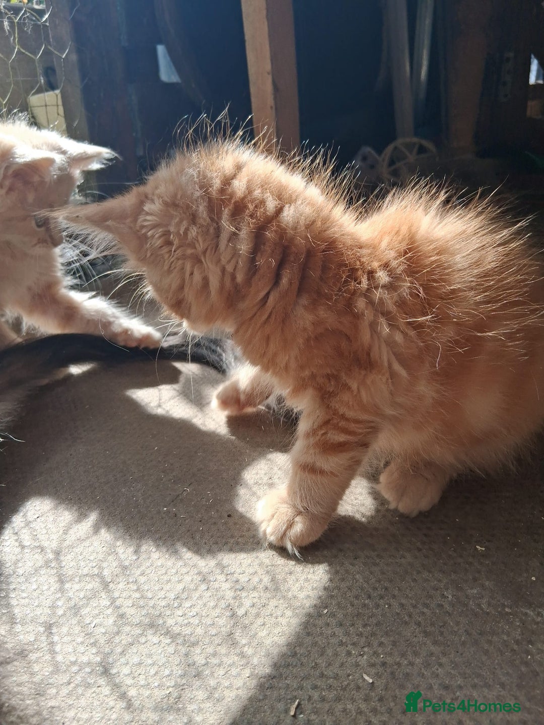 Maine Coon cats for sale: Maine coon  - Image 14