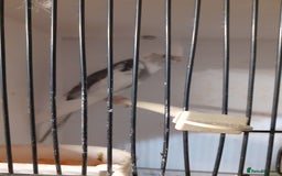 Cockatiels birds for sale: Pair of cockatiels £80 - Advert 3