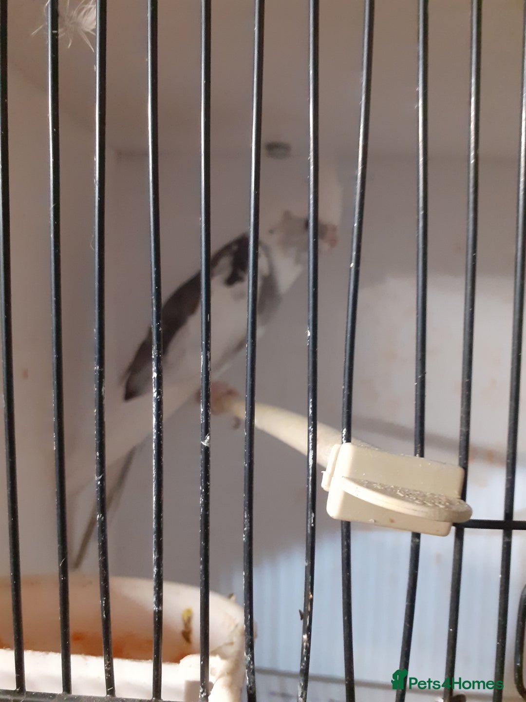 Cockatiels birds for sale: Pair of cockatiels £80 - Advert 3