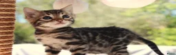 Bengal cats for sale: CUTE BENGAL FEMALE (TICA REG) - Advert 18