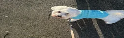 Maltese dogs for sale: Maltese dog Mylo  in London - Advert 6