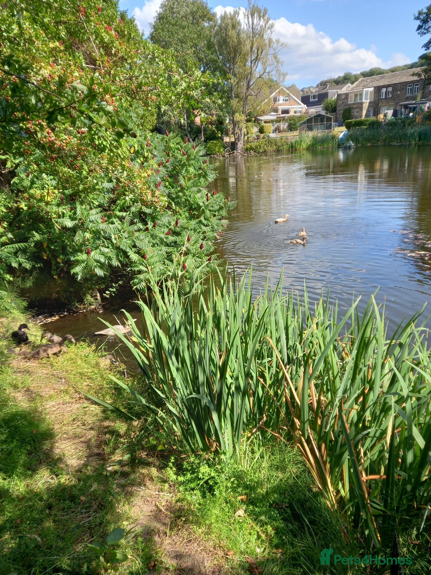 Ducks poultry Welsh Harlequin Hatching Eggs and Ducklings - Advert 2