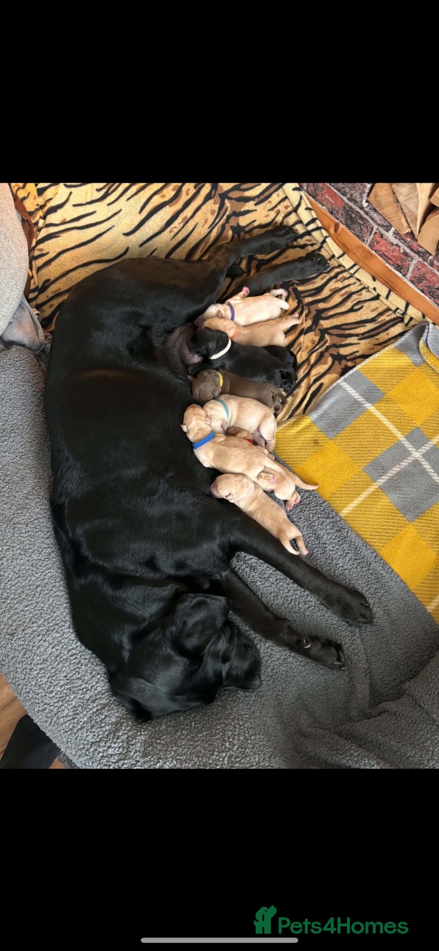 Labrador Retriever dogs KC registration puppies - Advert 1