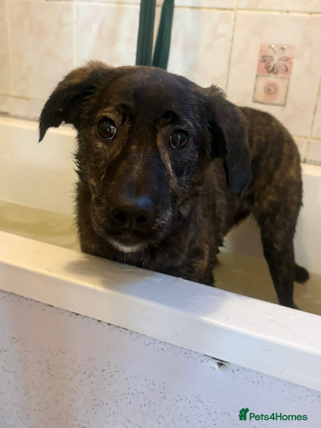 Mixed Breed dogs for adoption: Aurora - Stowmarket Suffolk  - Advert 11