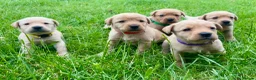 Labrador Retriever dogs for sale: Stunning Red Fox & Golden Labrador Puppies - Advert 3