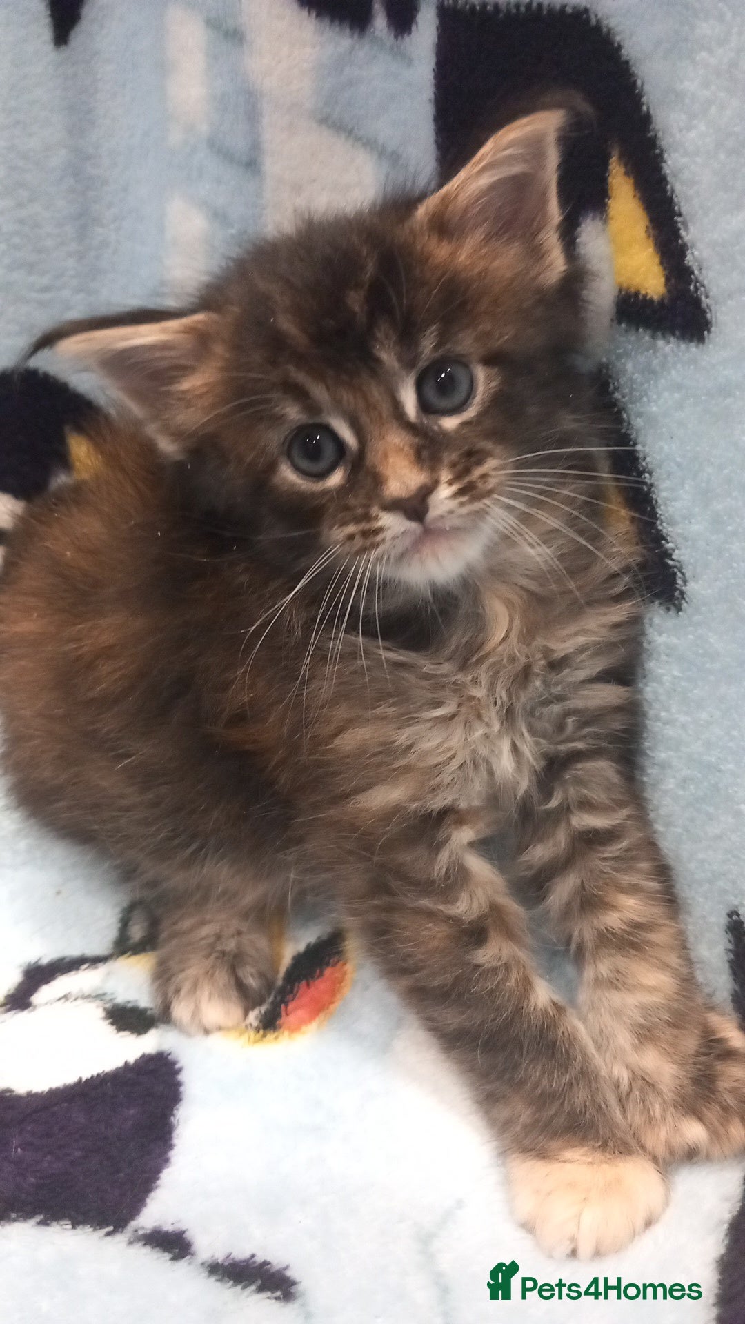 Maine Coon cats for sale: Beautiful Maine Coon kittens  - Advert 5