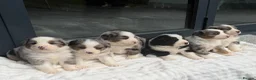 Mixed Breed dogs for sale: ⭐️SUPER RARE BERNESE x AUSTRALIAN SHEPHERD PUPS⭐️ in New Quay - Advert 1