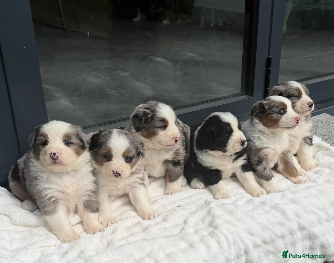 Mixed Breed dogs for sale: ⭐️SUPER RARE BERNESE x AUSTRALIAN SHEPHERD PUPS⭐️ in New Quay - Advert 1