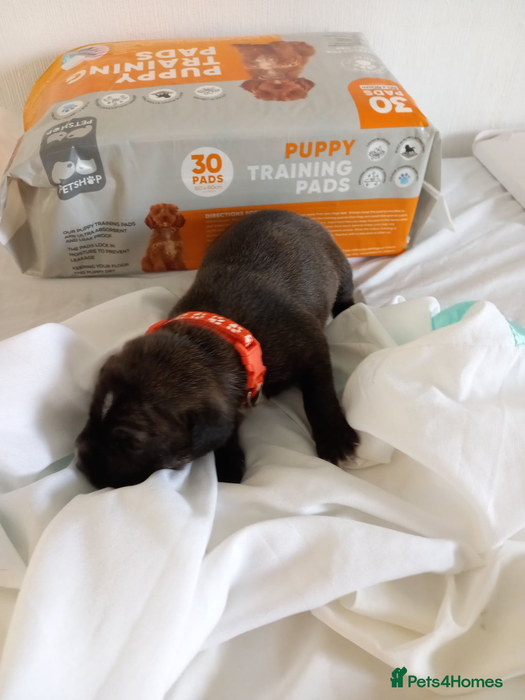 Staffordshire Bull Terrier dogs for sale: Brindle staffy pups  - Image 2