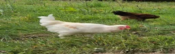 Chickens poultry for sale: Young Cockerel (Golden Brahma x White Leghorn) - Advert 5