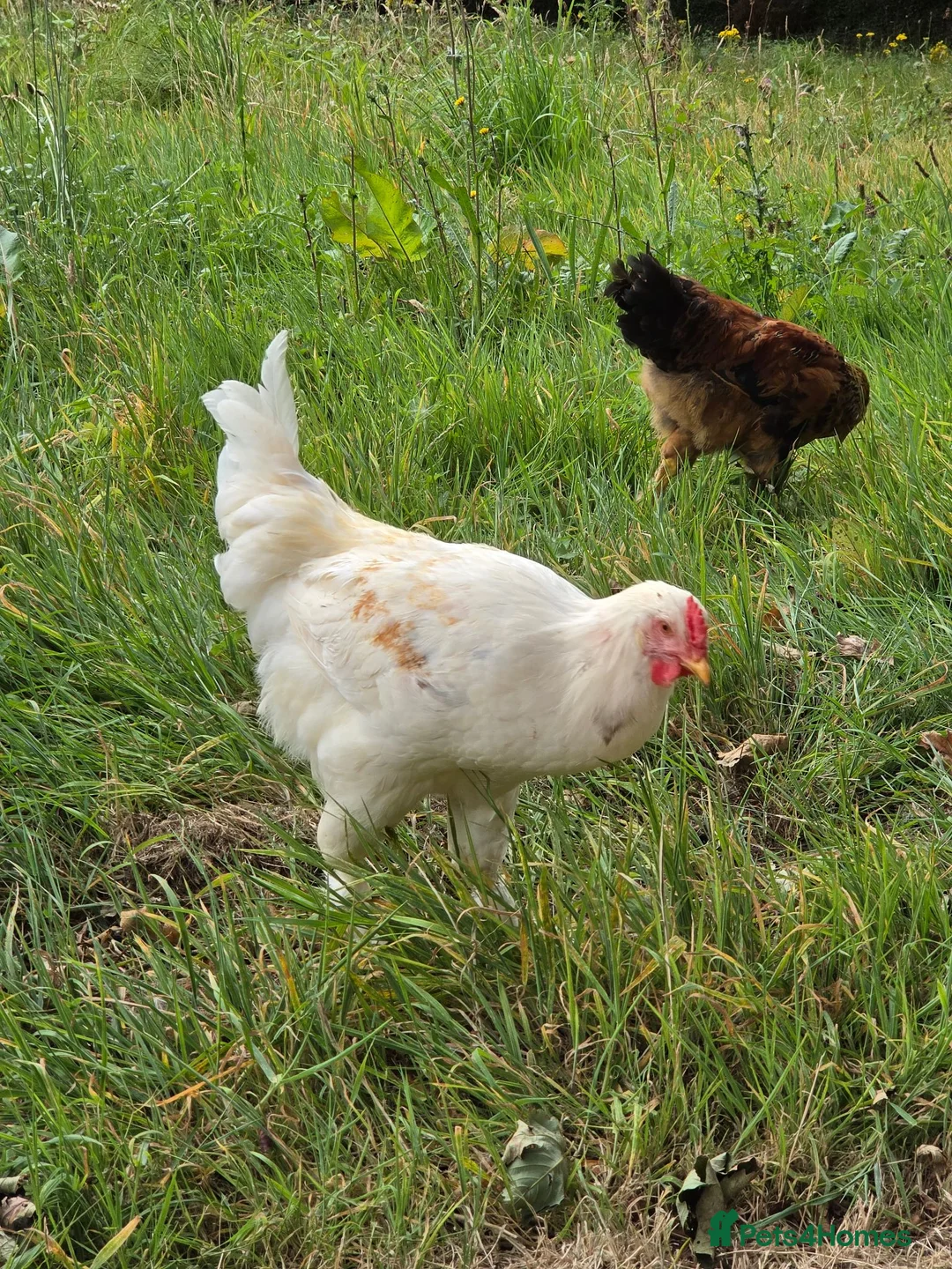 Chickens poultry for sale: Young Cockerel (Golden Brahma x White Leghorn) - Advert 5