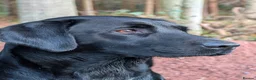 Labrador Retriever dogs for sale: KC Reg Working/pet Labradors,  - Advert 1