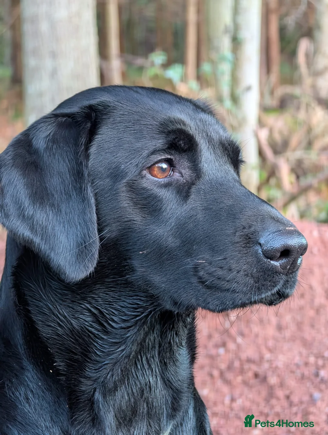 Labrador Retriever dogs for sale: KC Reg Working/pet Labradors,  - Advert 1