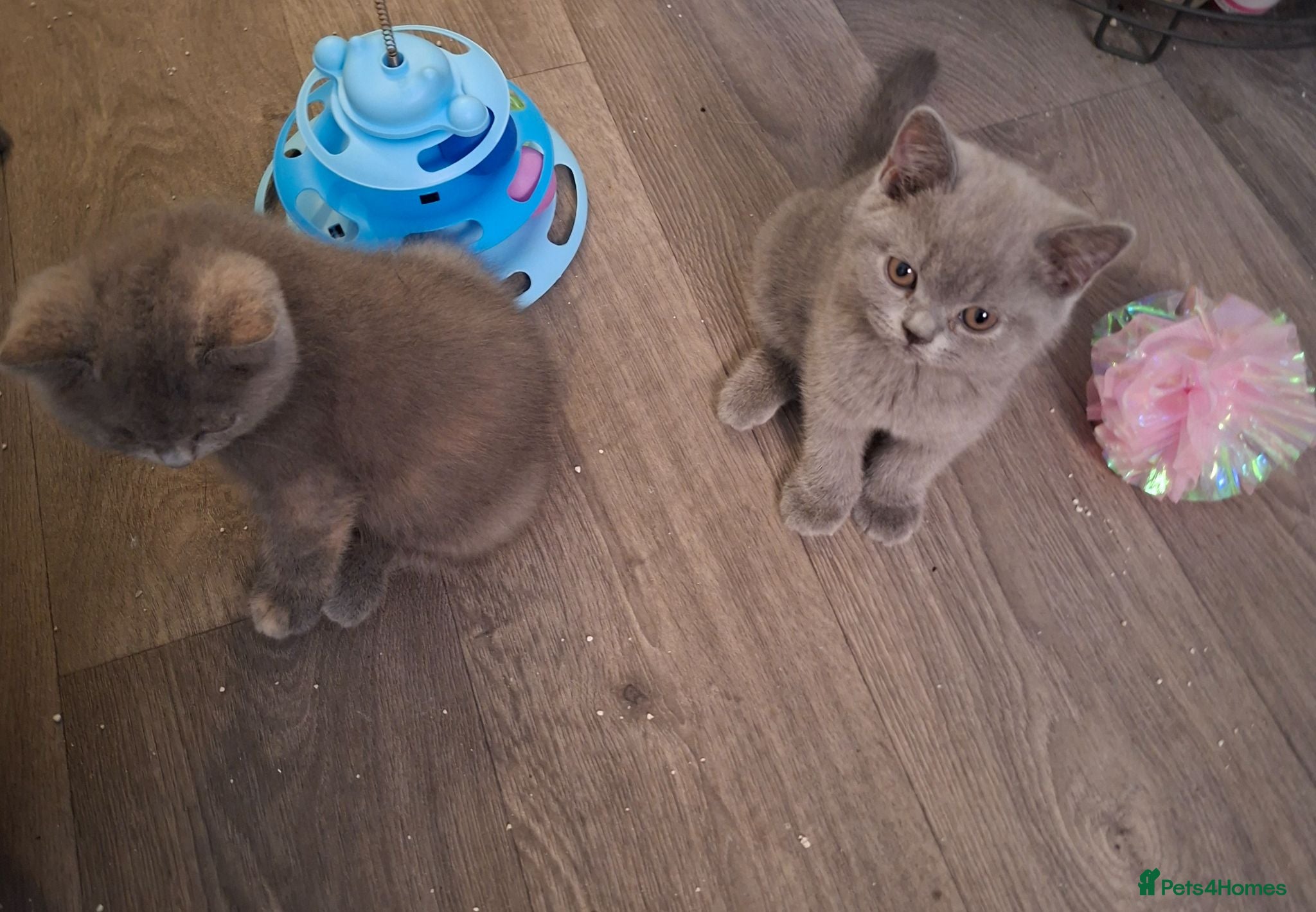 British Shorthair cats  100% Pedigree Chunky BSH Kittens - Advert 2