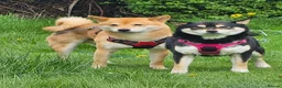 Japanese Shiba Inu dogs for stud: Proven, KC Registered, Shiba Inu Stud in Dewsbury - Advert 2