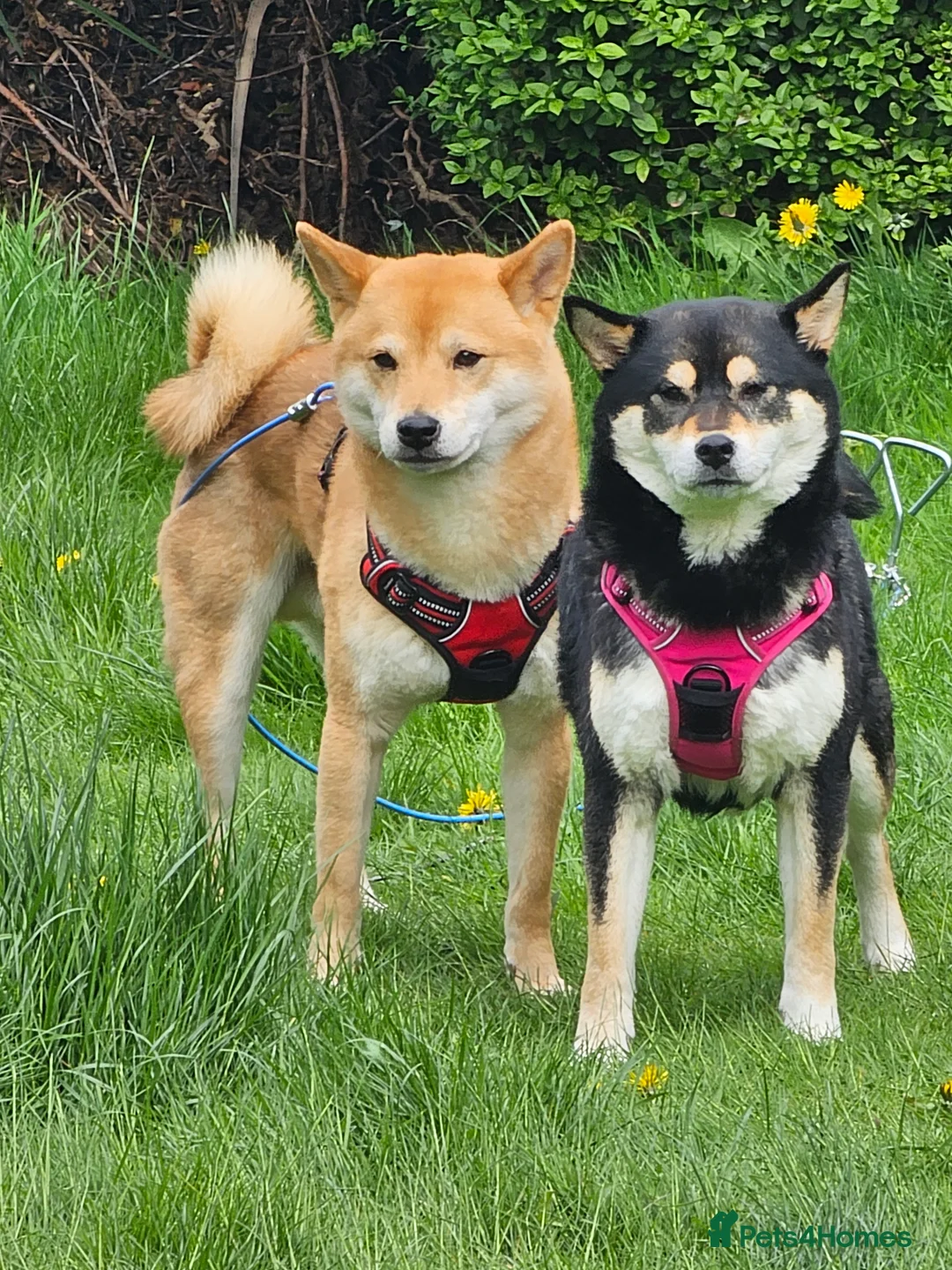 Japanese Shiba Inu dogs for stud: Proven, KC Registered, Shiba Inu Stud in Dewsbury - Advert 2