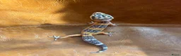 Leopard Gecko reptiles for sale: Leopard gecko babies  in Feltham - Advert 6