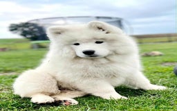 Samoyed dogs for sale: Adorable puppies for sale! - Image 3
