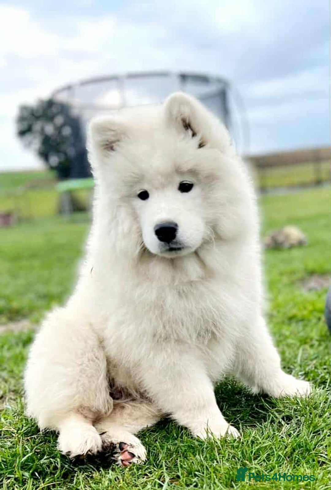 Samoyed dogs for sale: Adorable puppies for sale! - Image 3