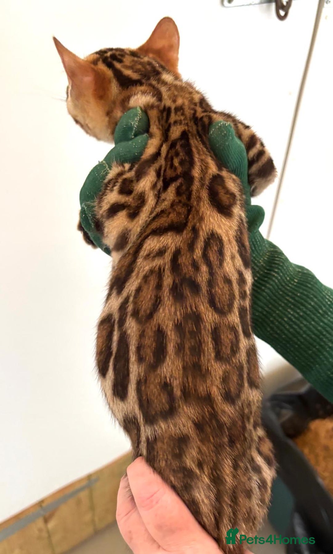 Bengal cats for sale: TICA brown rosetted female bengal kittens - Image 4