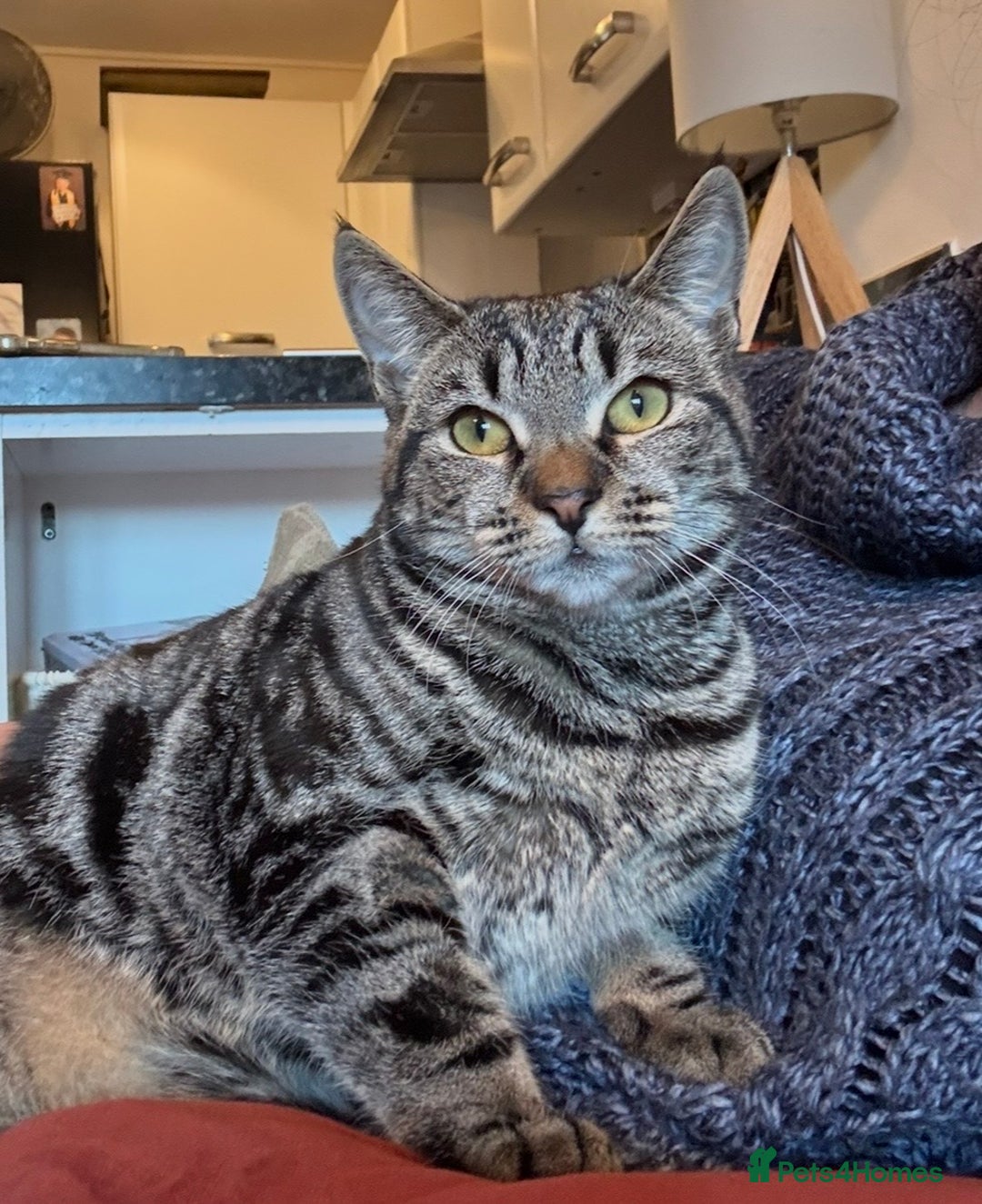 Mixed Breed cats for sale: Gorgeous green eyed 7 month old tabby kitten  - Advert 5
