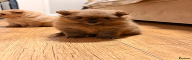 Pomeranian 3