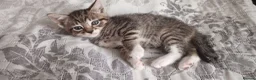 Siberian cats for sale: 4 kittens for sale - Advert 19
