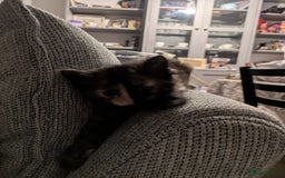 British Longhair cats for sale: 2 left  - Image 5