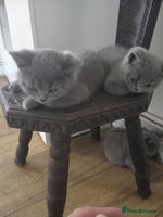British Shorthair cats in Gloucester - Advert 1