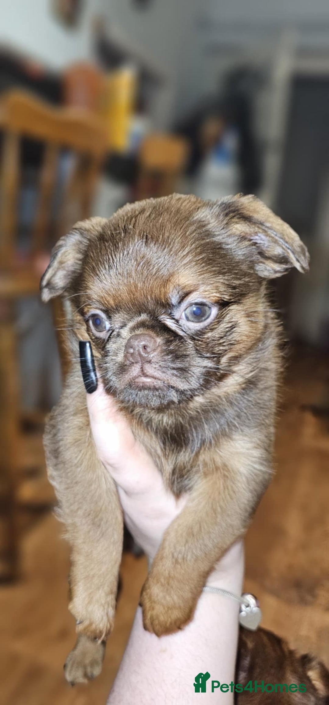 Griffon Bruxellois dogs for sale: Stunning Smooth Pedigree Griffons - Advert 10