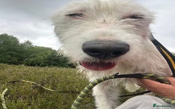 Mixed Breed dogs for adoption: Peter - Norwich Norfolk  - Image 7