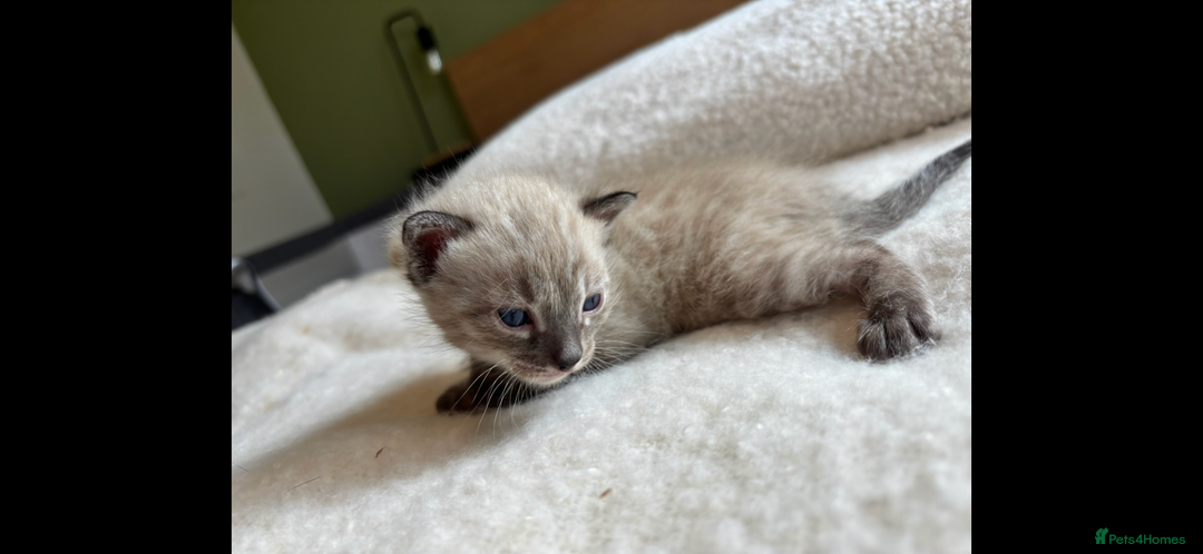 Bengal cats for sale: 4 Rare Tica Registered Bengal Kittens - Image 35