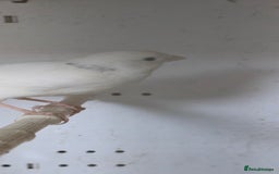 Canaries birds for sale: Canaries  - Image 17