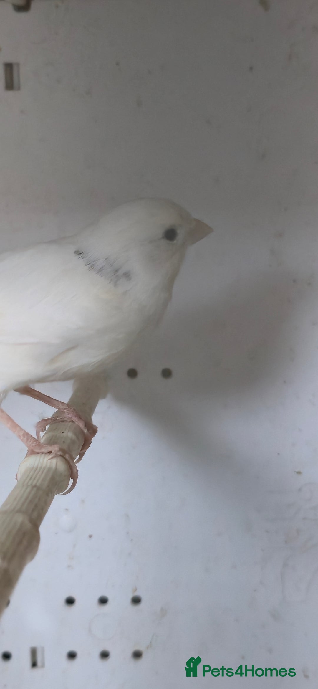 Canaries birds for sale: Canaries  - Image 17