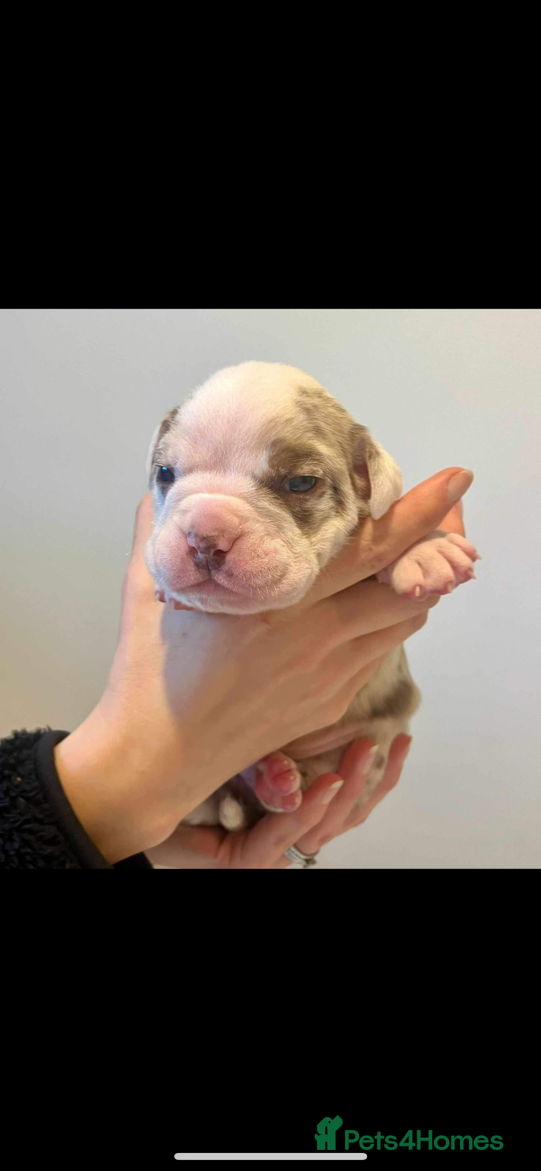Olde English Bulldogge dogs for stud: OEB 🐶⭐️DEL~BOY ⭐️🐶 First time Stud  - Image 5