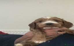 Irish Doodle dogs for sale: Gorgeous Miniature F1 Irish Doodles - Image 40