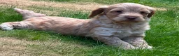 Cockapoo dogs for sale: F1 Cockerpoo Puppies - Advert 2