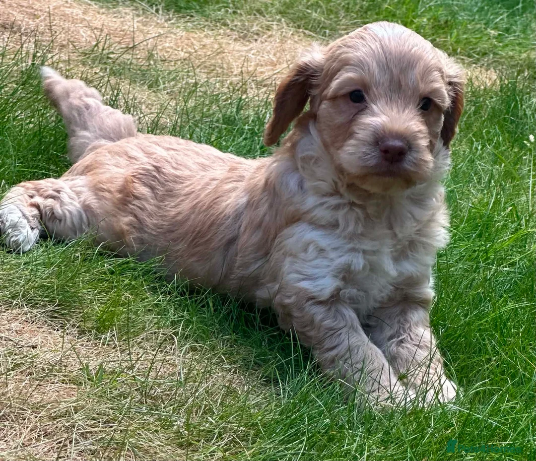 Cockapoo dogs for sale: F1 Cockerpoo Puppies - Advert 2