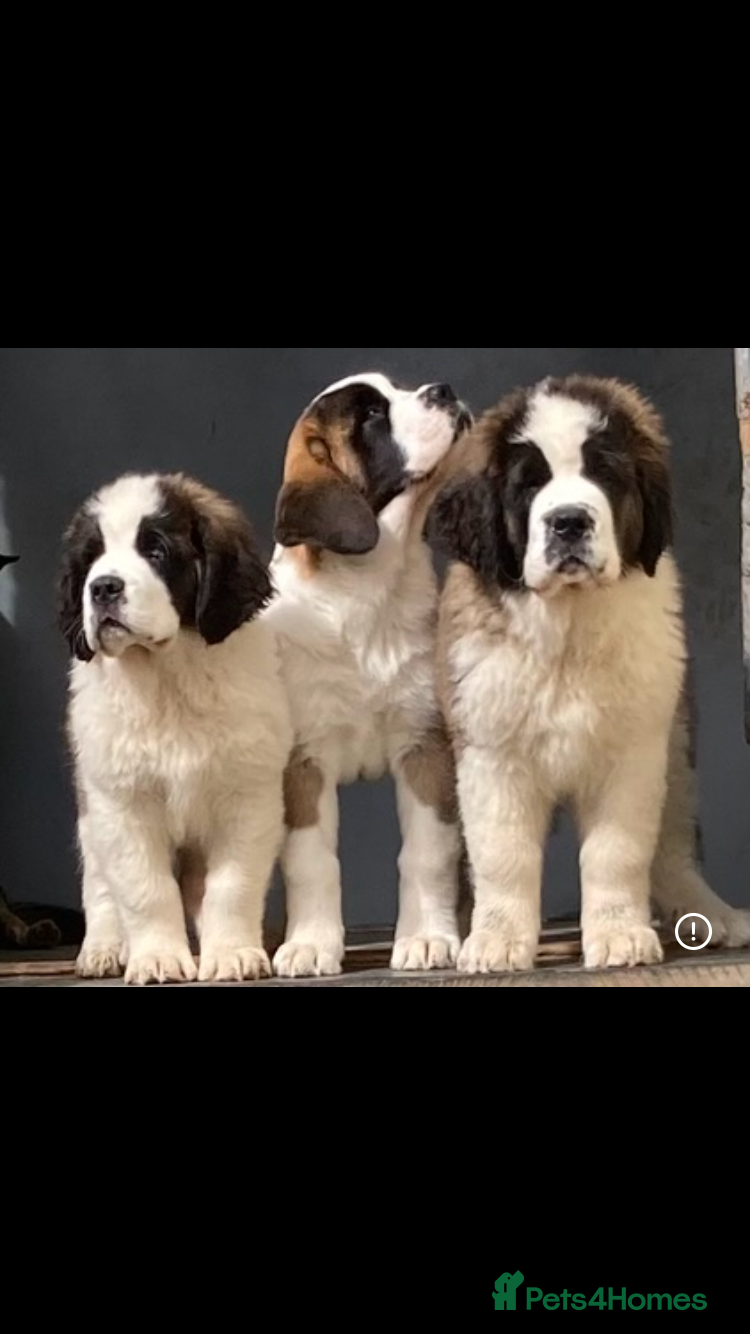 Saint Bernard dogs for sale: Pups from HIP & ELBOW scored parents  - Advert 2
