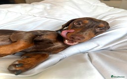 Miniature Dachshund dogs for stud: Miniature Dachsunds for stud  - Image 5