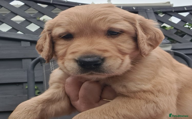 Golden Retriever dogs - Advert 1