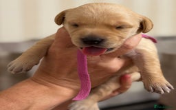 Labrador Retriever dogs for sale: Stunning, White/Yellow KC Registered Labrador Pups - Image 36