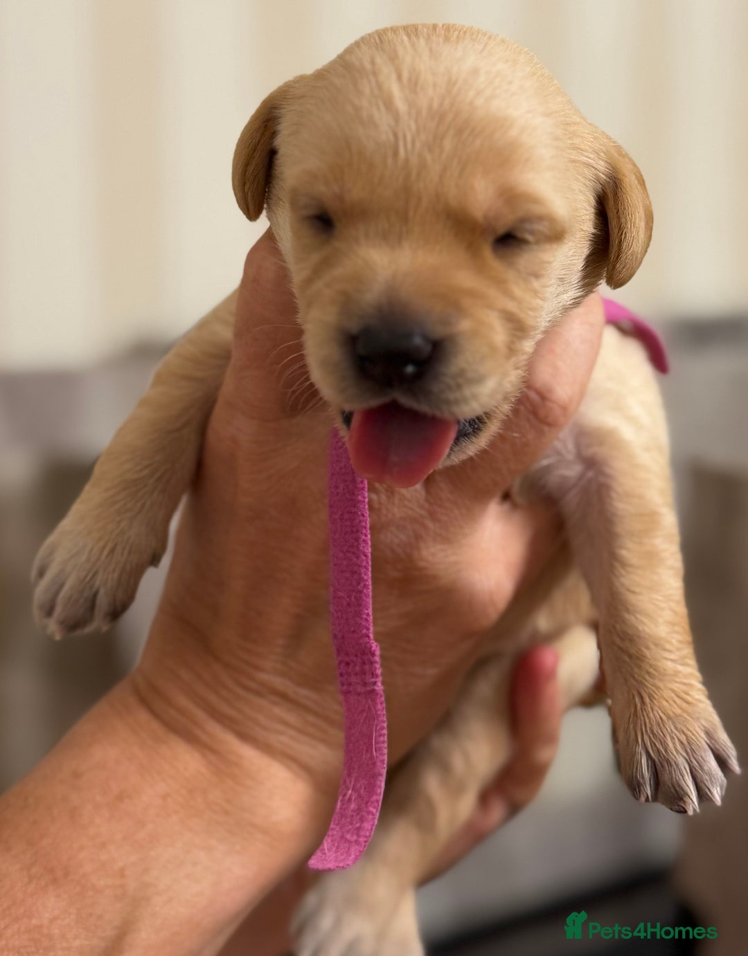 Labrador Retriever dogs for sale: Stunning, White/Yellow KC Registered Labrador Pups - Image 36