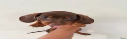 Dachshund dogs for sale: 2 Female 2 Male Dachshund Puppies - Advert 3