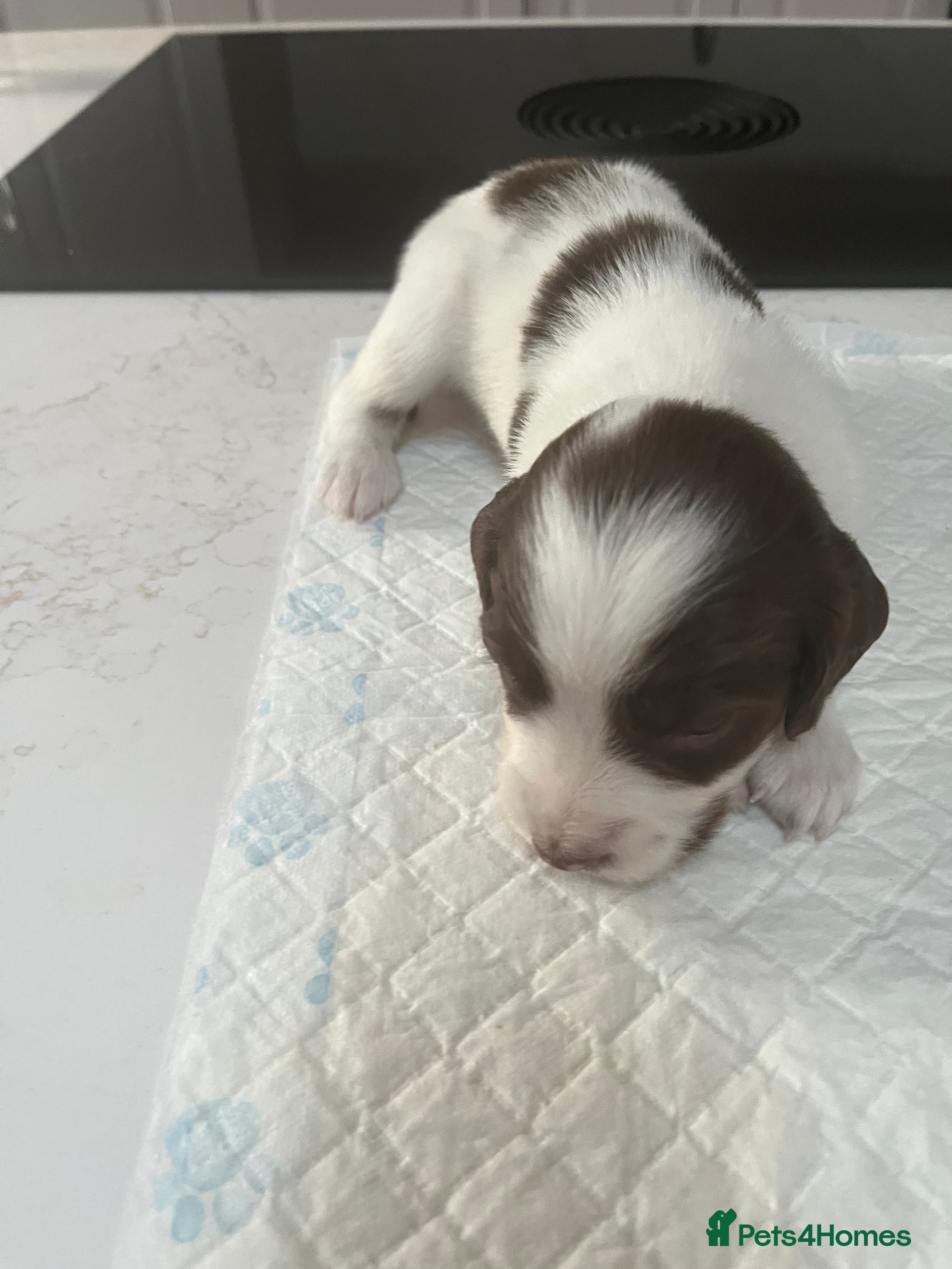 English Springer Spaniel dogs Exceptional English Springer Spaniel - Advert 2