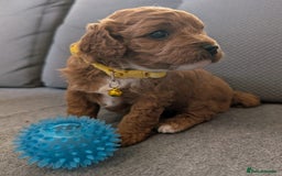 Cavapoo dogs for sale: F2 Cavapoo, Dog breeding license - Advert 19