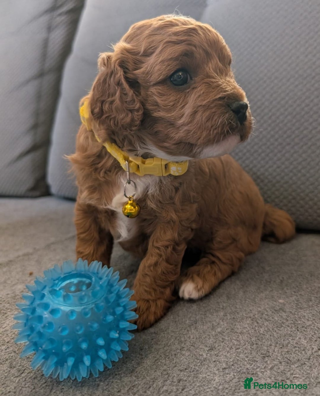 Cavapoo dogs for sale: F2 Cavapoo, Dog breeding license - Advert 19
