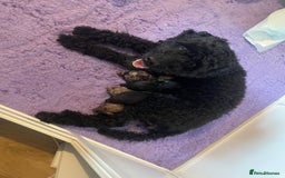 Cockapoo dogs for sale: F1bb Cockapoo puppies - Image 2