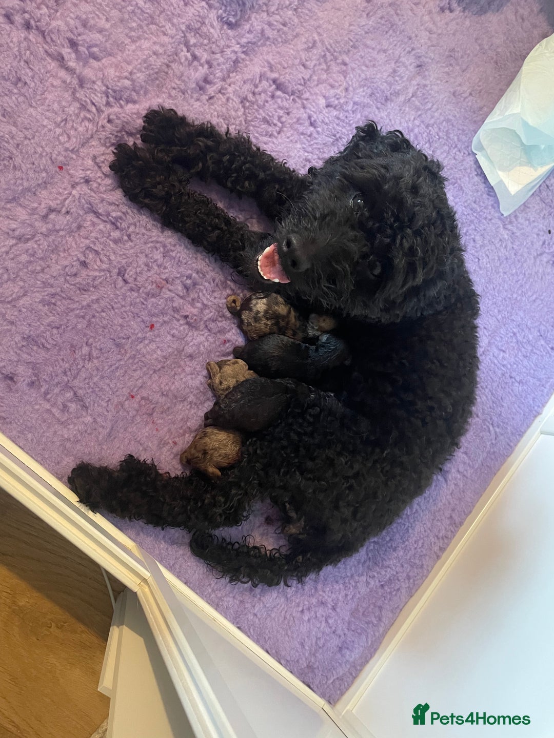 Cockapoo dogs for sale: F1bb Cockapoo puppies - Image 2