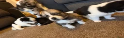 Huskita dogs for sale: Beautiful Huskey pups 3/4 still available  - Advert 3